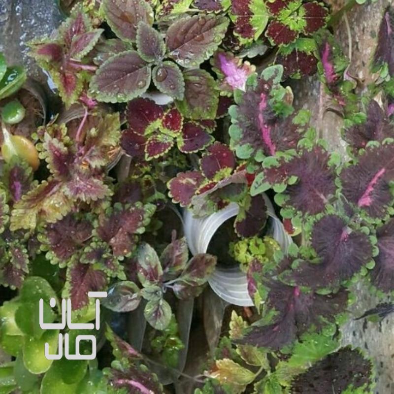 گل فروشی