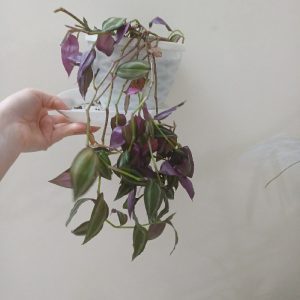 تعدادی گل و گیاه. قیمت مناسب