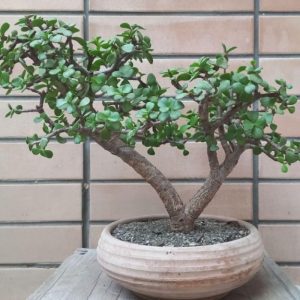 گیاه طبیعی کراسولا