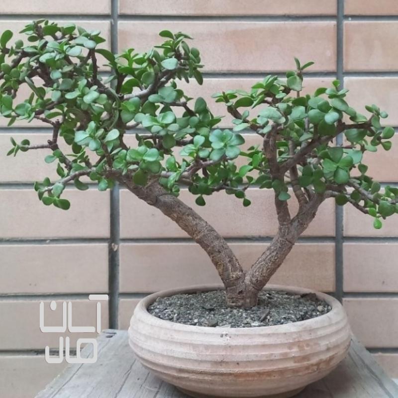 گیاه طبیعی کراسولا