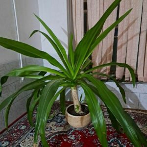 گل آپارتمانی