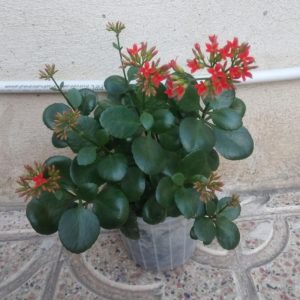 گل طبیعی