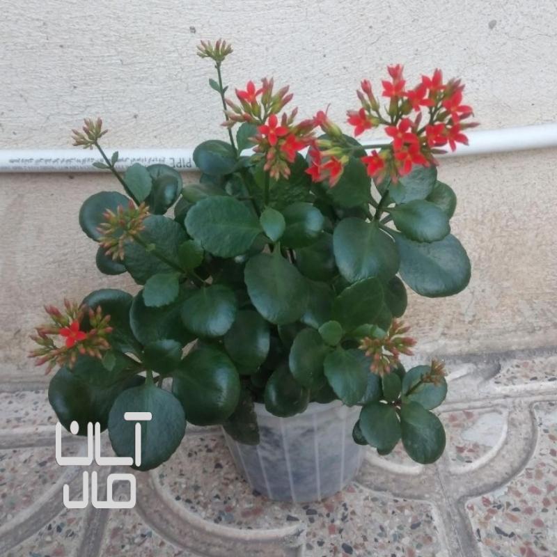 گل طبیعی