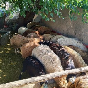 گوسفند زنده زیر نظر شهرداری ارسال باسکول در محل