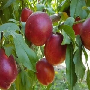 انواع نهال پیوندی میوه
