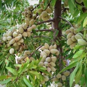 انواع نهال گلدانی دو ساله تا پنج ساله