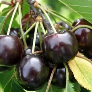 نهال پیوندی انواع میوه مثمر و غیر مثمر