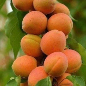 انواع نهال میوه دو ساله تا پنج ساله