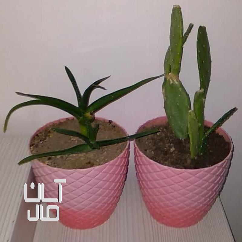 گل طبیعی