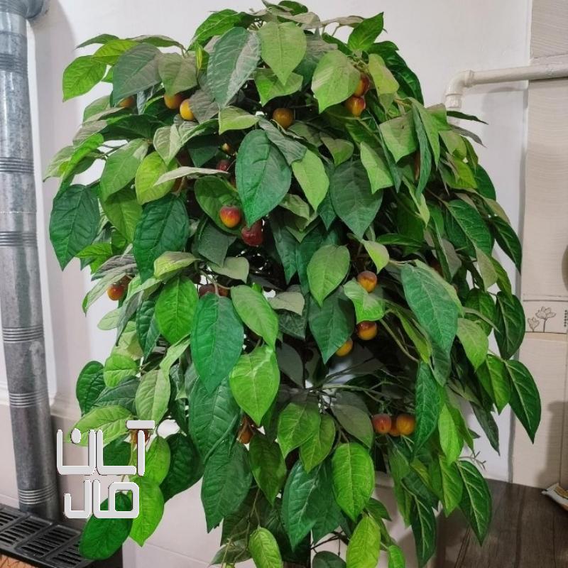 درخچه گیلاس