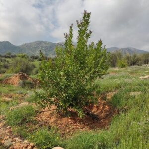 فروش باغ پشتکوه باشت