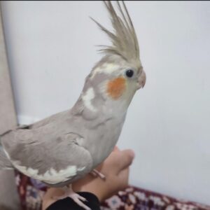 عروس هلندی