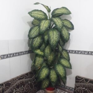 گل دیفن باخیا