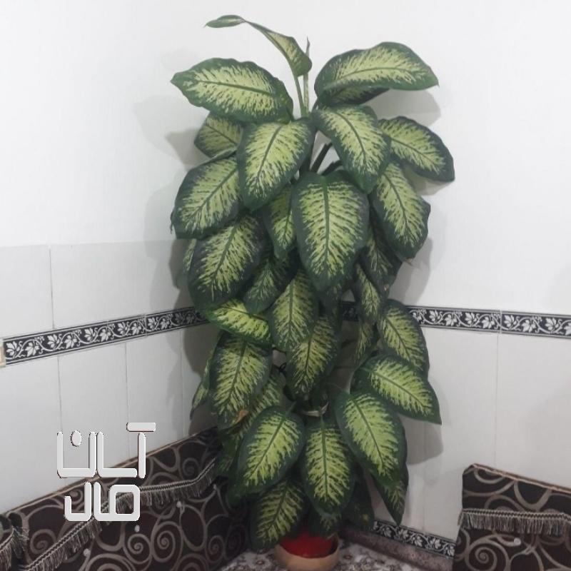 گل دیفن باخیا