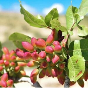 آینده را اکنون بخرید