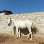 اسب مادیون تولیدی نژاد ترکمن