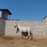 اسب مادیون تولیدی نژاد ترکمن