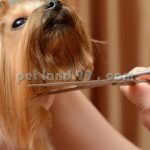 آموزش تخصصی آرایش سگ