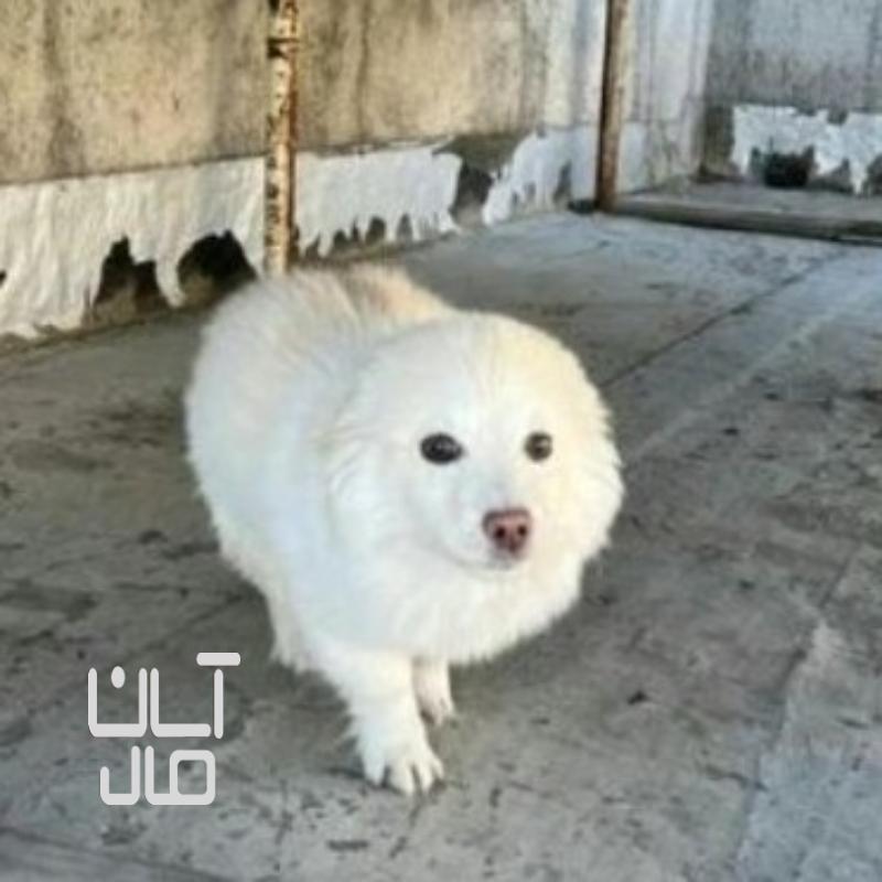 سگ خانگی