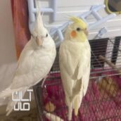 عروس هلندی دستی