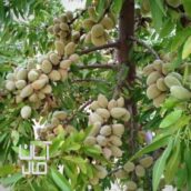 انواع نهال گلدانی دو ساله تا پنج ساله