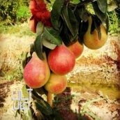 نهال میوه دو ساله تا پنج ساله