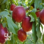 انواع نهال میوه