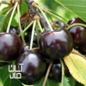 نهال های مثمر و غیر مثمر