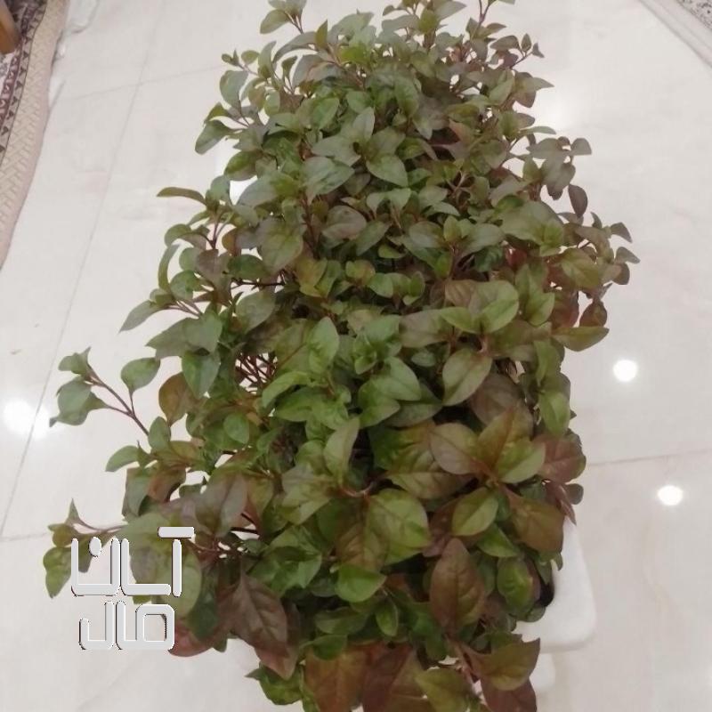 گل طبیعی