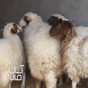 بره ماده عروسک