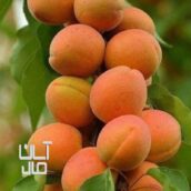 انواع نهال میوه دو ساله تا پنج ساله