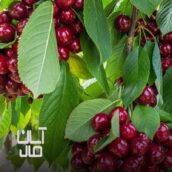 انواع نهال پیوندی