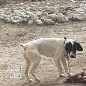 توله سگ شکاری واگذاری نر نژاد آلمانی معاوضه