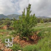 فروش باغ پشتکوه باشت