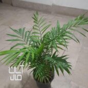 گل طبیعی آپارتمانی