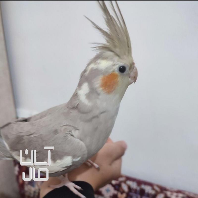 عروس هلندی