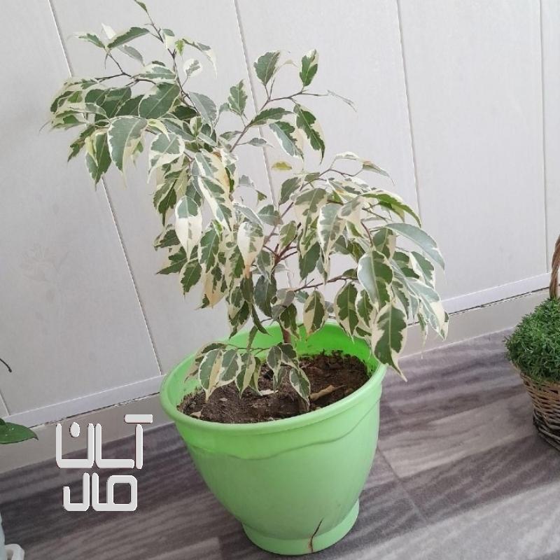 گل بنجامین