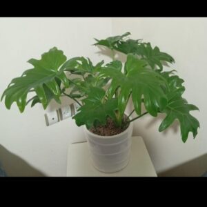گیاه برگ انجیری