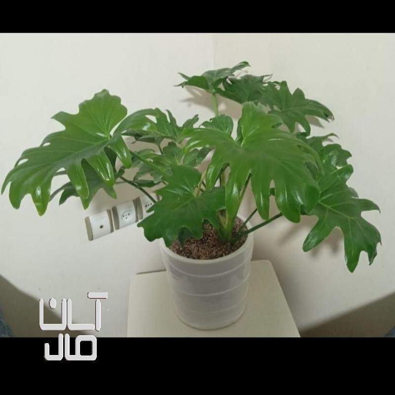 گیاه برگ انجیری