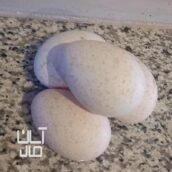 تخم بوقلمون نطفه دار