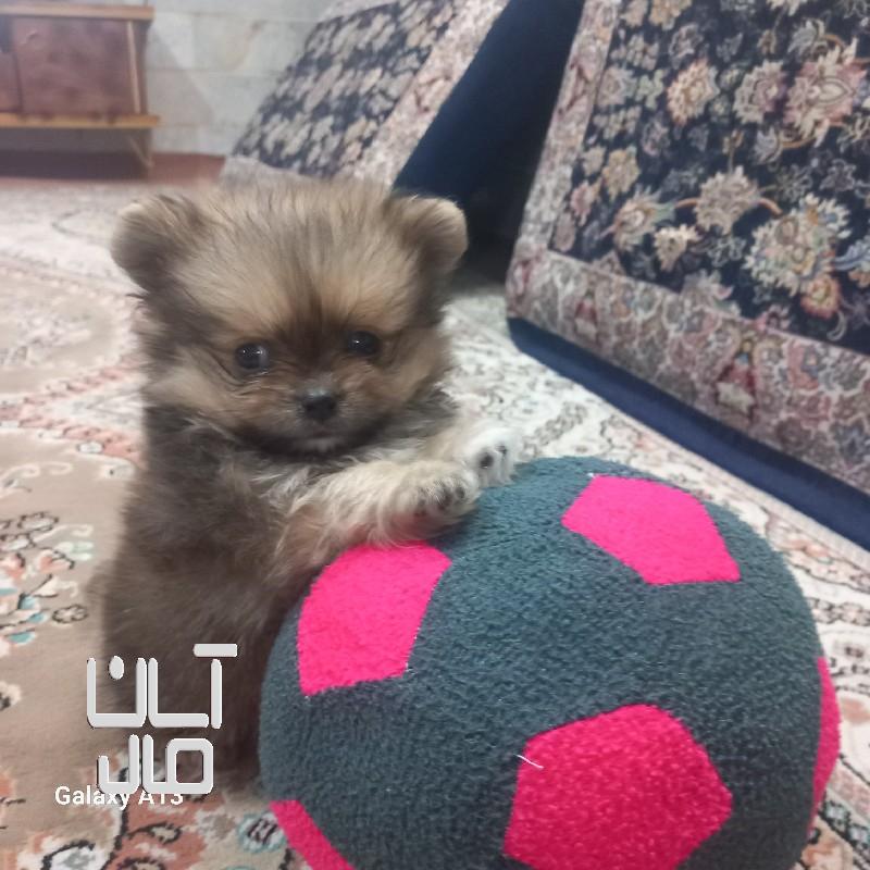 سگ پامر پکینینز