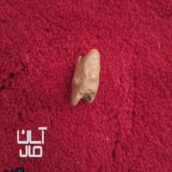 اصل اصل مهره اصلی