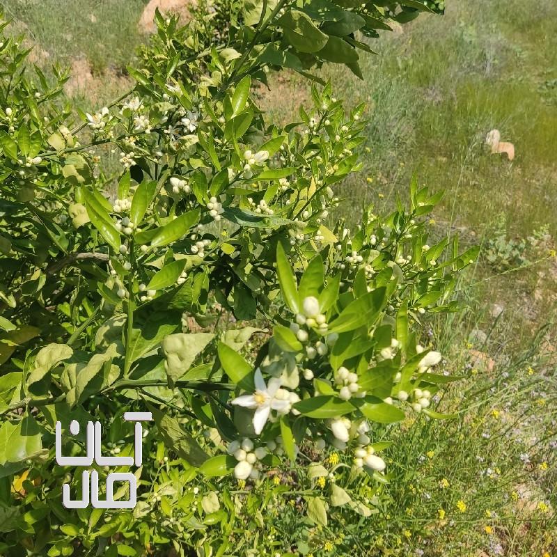 فروش باغ پشتکوه باشت