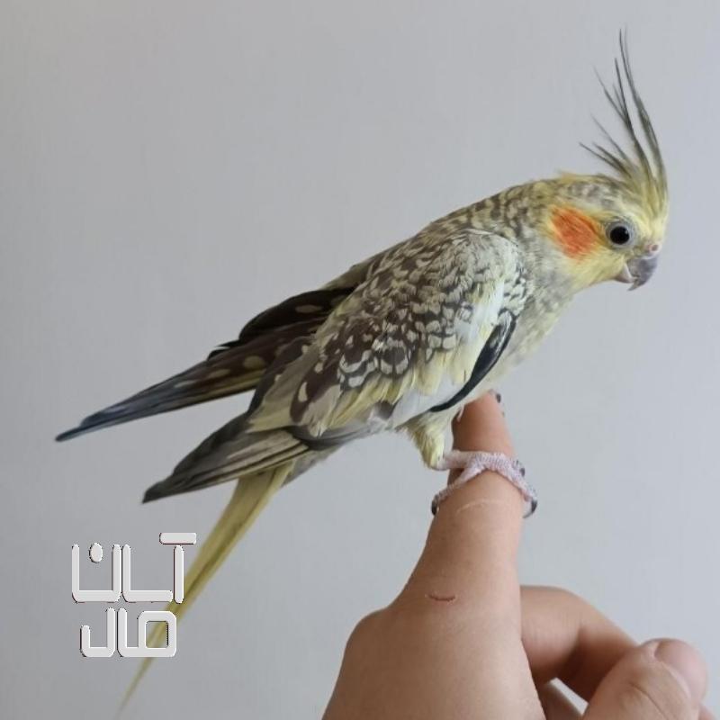 عروس هلندی ماده