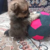 سگ پامر پکینینز