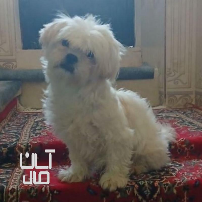سگ پا کوتاه