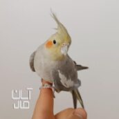 عروس هلندی ماده