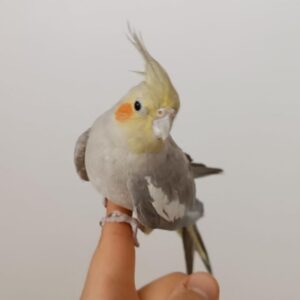 عروس هلندی ماده