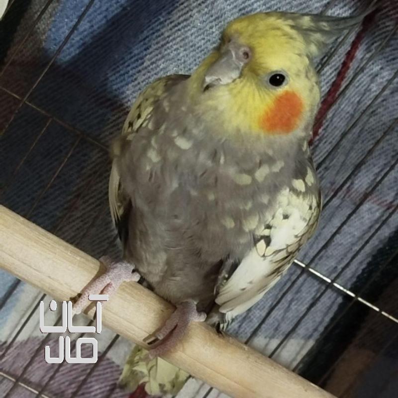عروس هلندی ماده