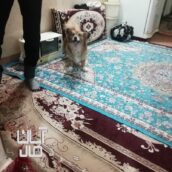 پارمین کوچولو